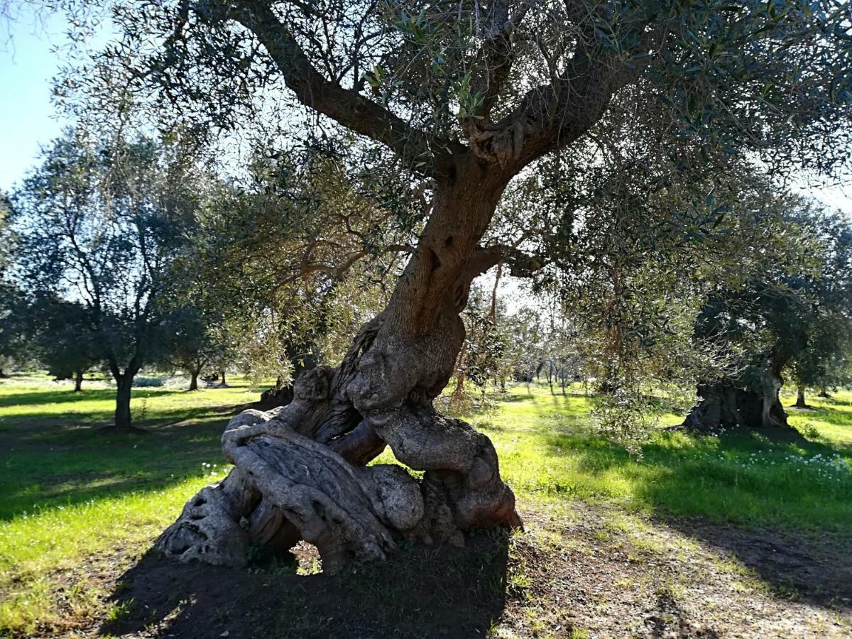 Trullo Alessandro E Villa Raffaela San Vito dei Normanni Exterior foto
